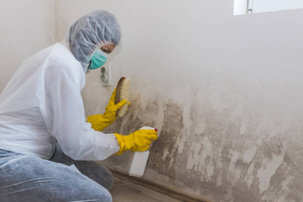 Trusted Hickory, NC Mold Removal & Remediation Experts